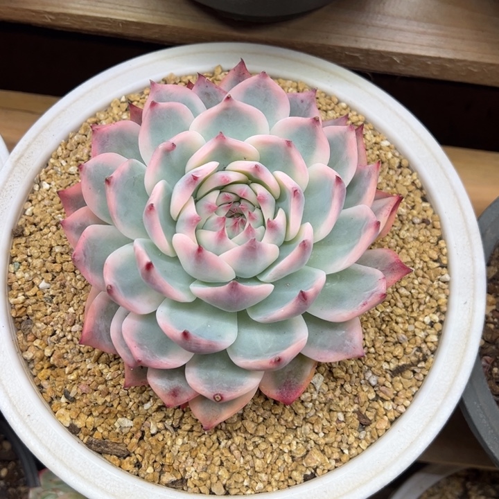 吉娃娃锦 夏鸣园艺