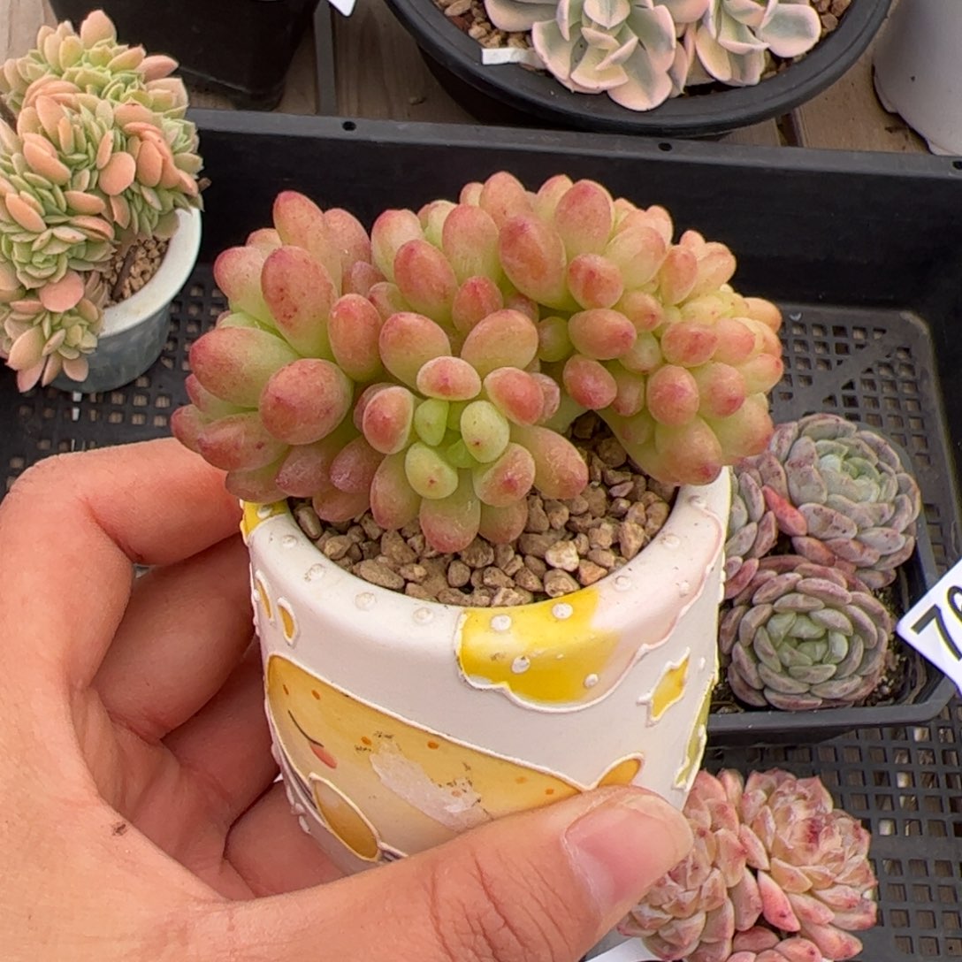 020 多肉植物盆栽植物