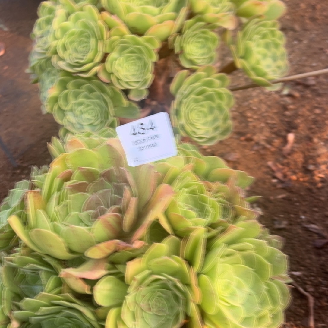 雨荷花月夜484号两颗
