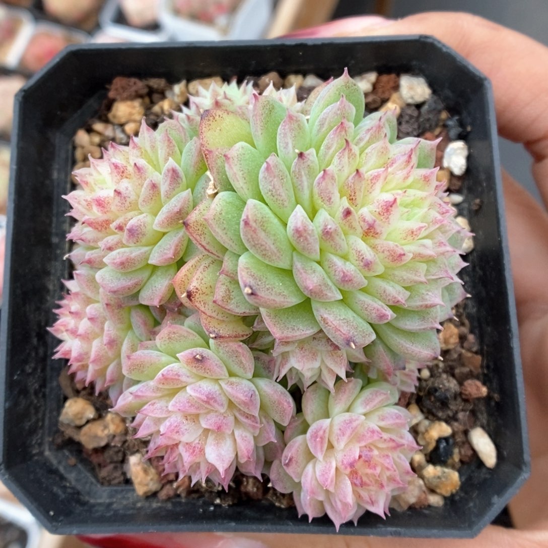 麦秆群生518号。 