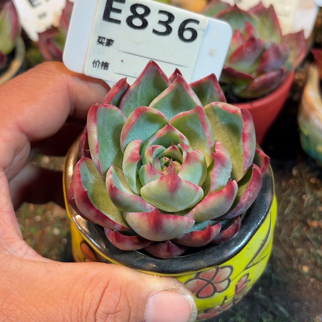 惊鸿一瞥836哈哈哈多肉