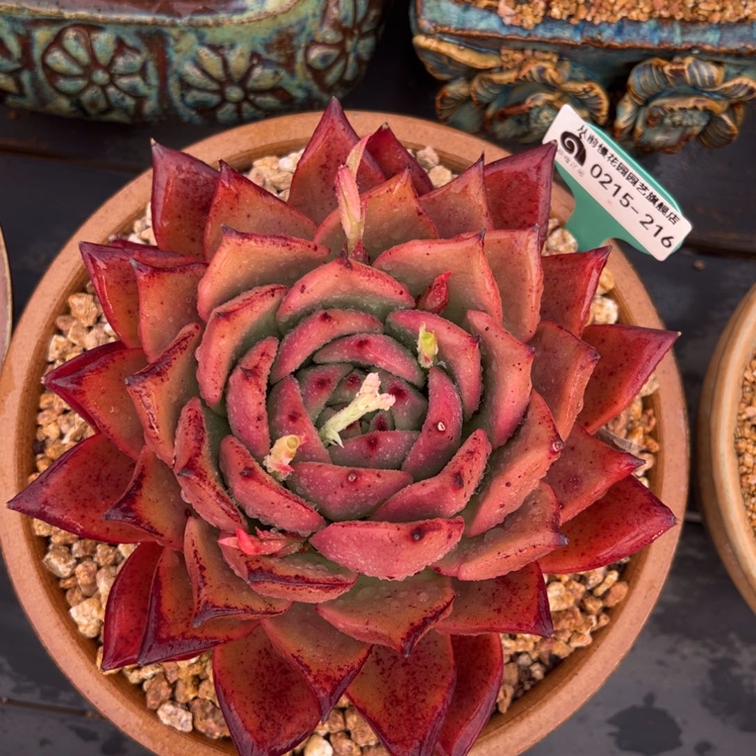 从前慢多肉精选超过0215.216