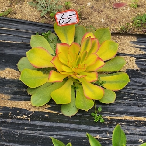 黄金叶法师65链接