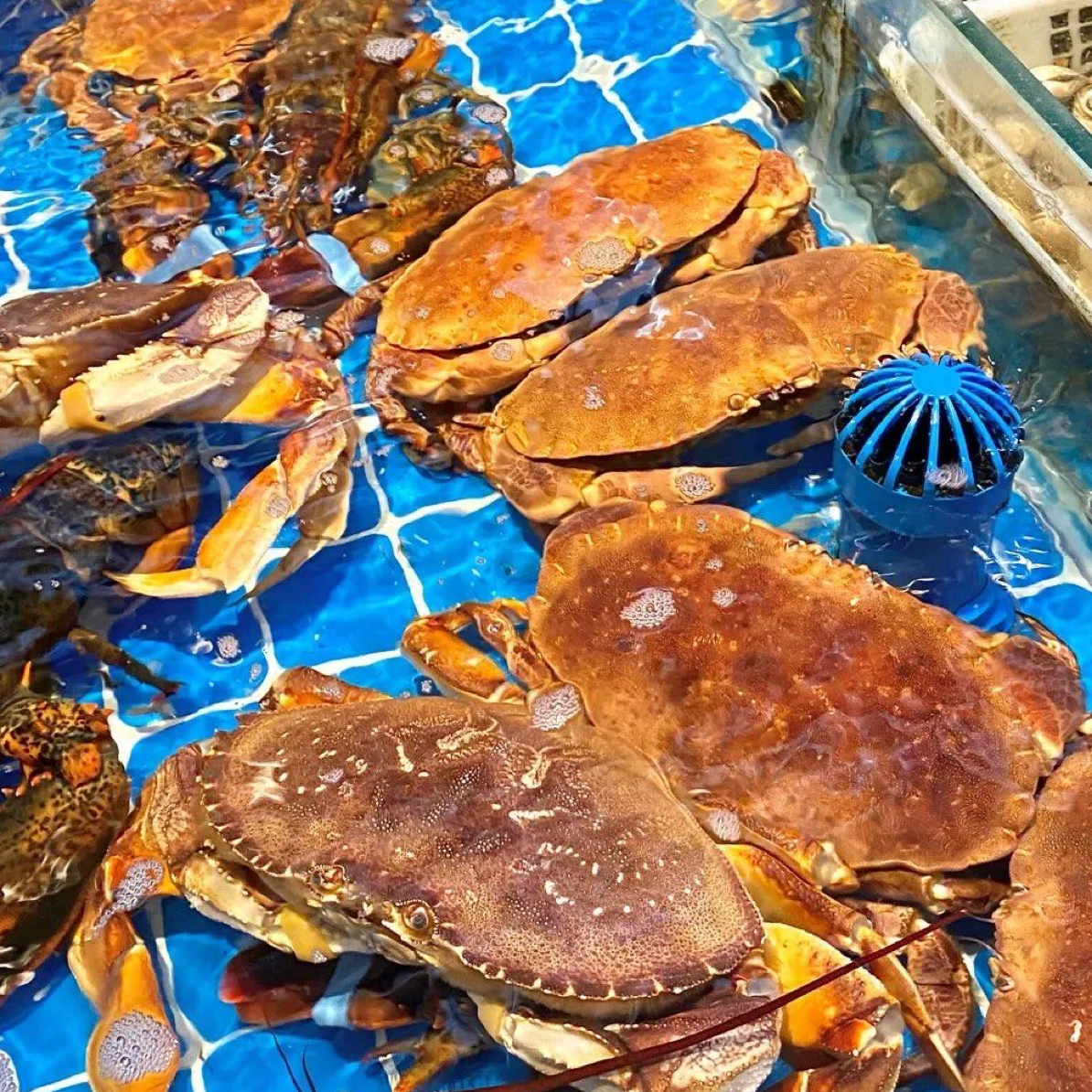 【长春同城小时达配送】全活满黄面包蟹一只1斤左右（全活发货）