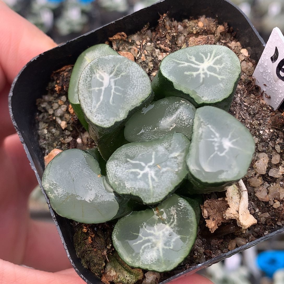 16号望乡万象带盆土