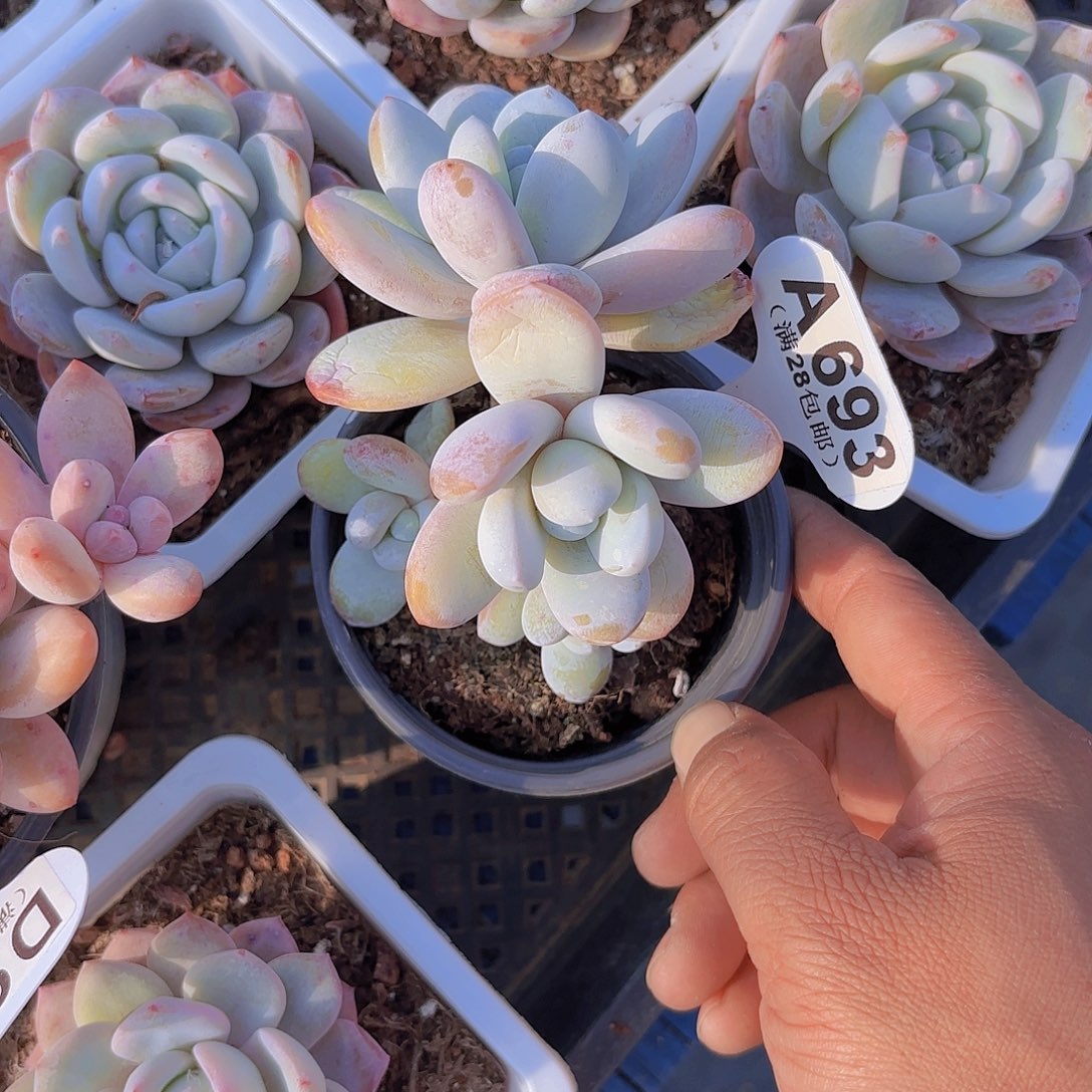 A693雪美人一物一拍