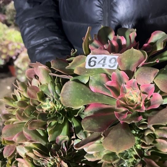 用***2多肉植物一个香非649