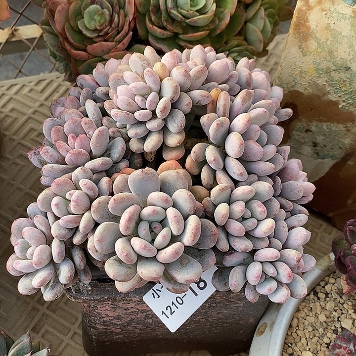 小七夕多肉香香雪18