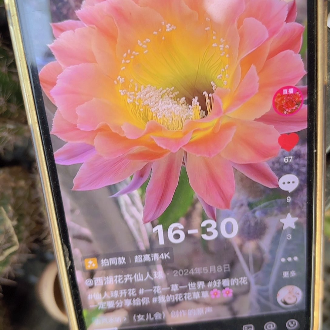 16-30彩侧牙20包邮仙人球2