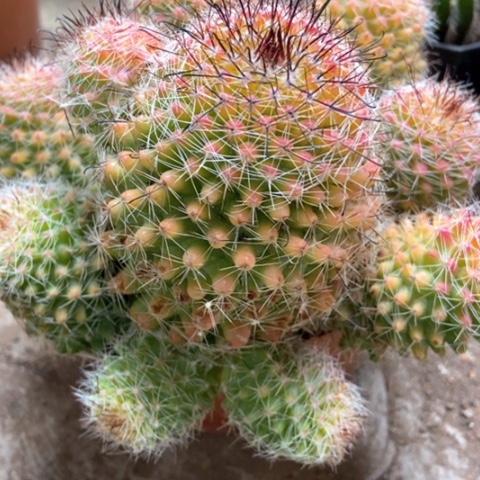 红娜丸星人啊50米仙人球