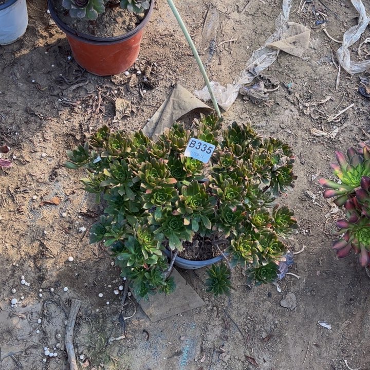 335绿茶多肉法师不包断枝