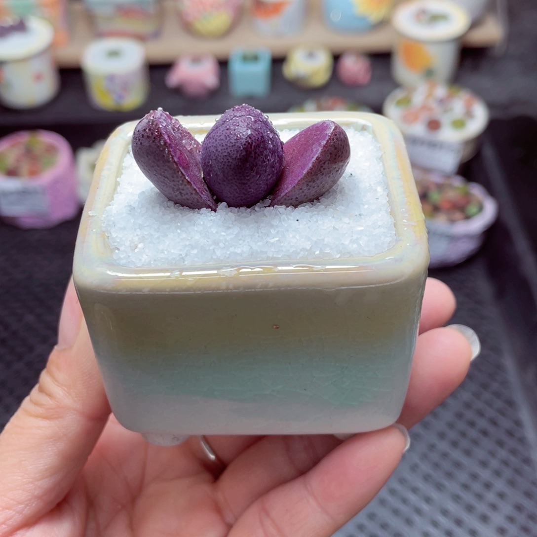 w1820 带盆土发货-零下地区拍保温箱