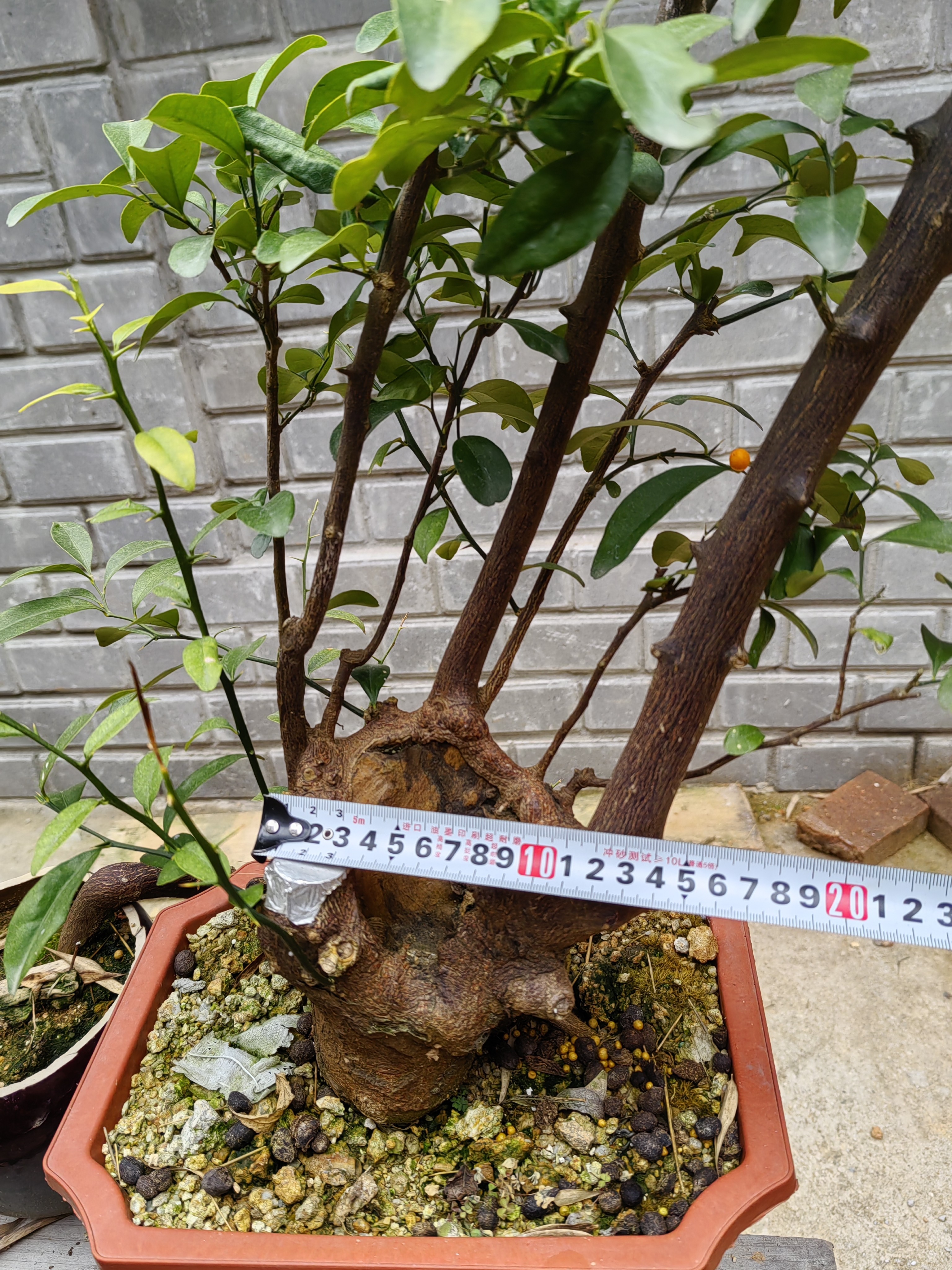 苍老茶台式福豆  福气满满 脱盆裸根发货！