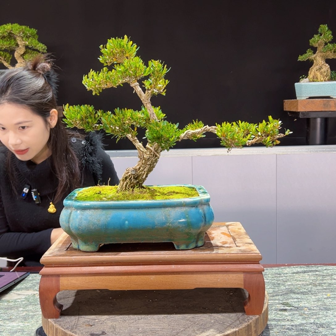 四季常青老桩黄杨盆景