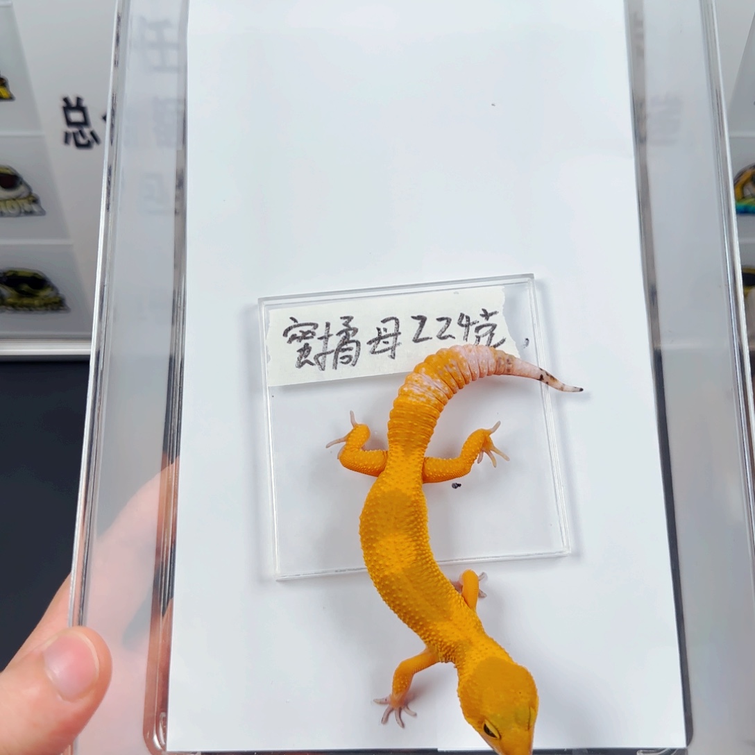 豹纹守宫豹纹守宫