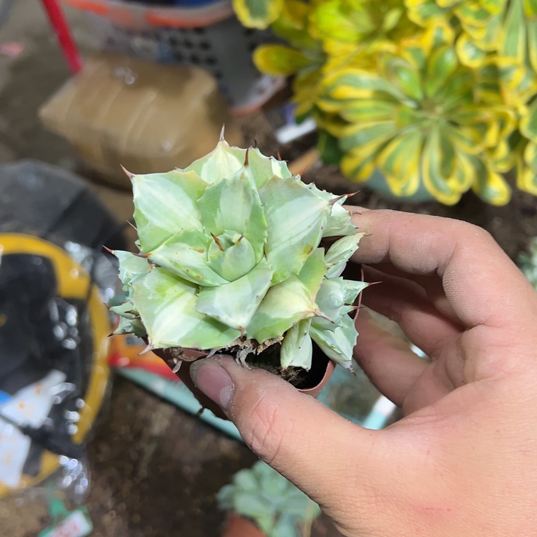 王妃雷神白中斑锦