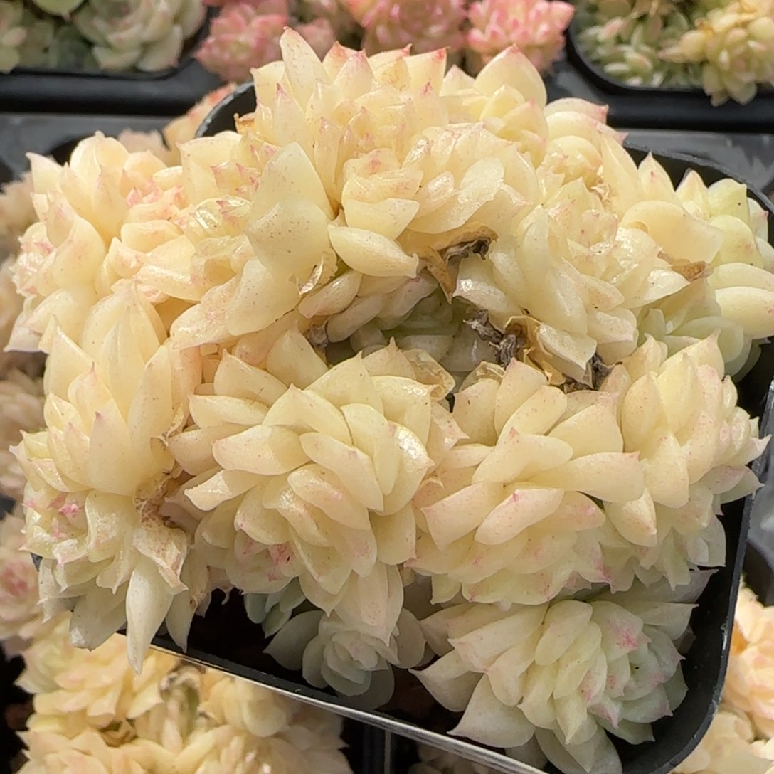 花语逸境0218-453散