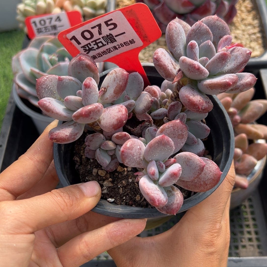 表妹精品多肉1075.