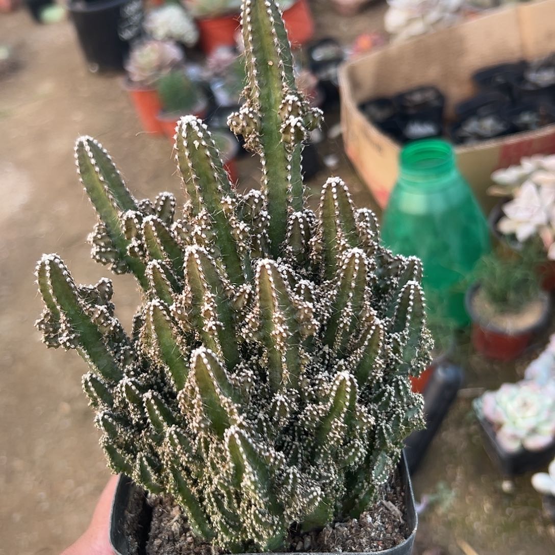 多肉植物万重山群