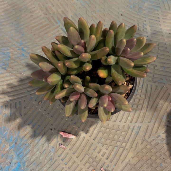 孔***屏糖果美人自然群孔雀开屏专拍