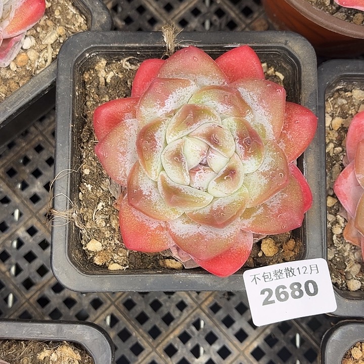 阿雅园艺。       2680冰玉