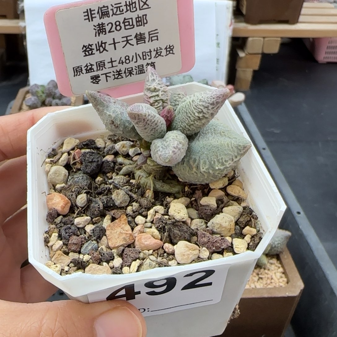 冰***酱492倒刺冰淇淋多肉