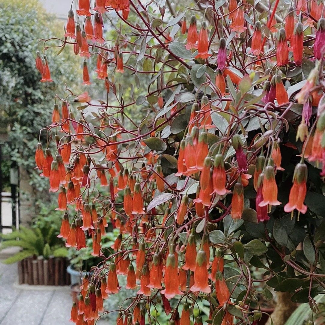 凤尾小宫灯超级好养田园土栽植