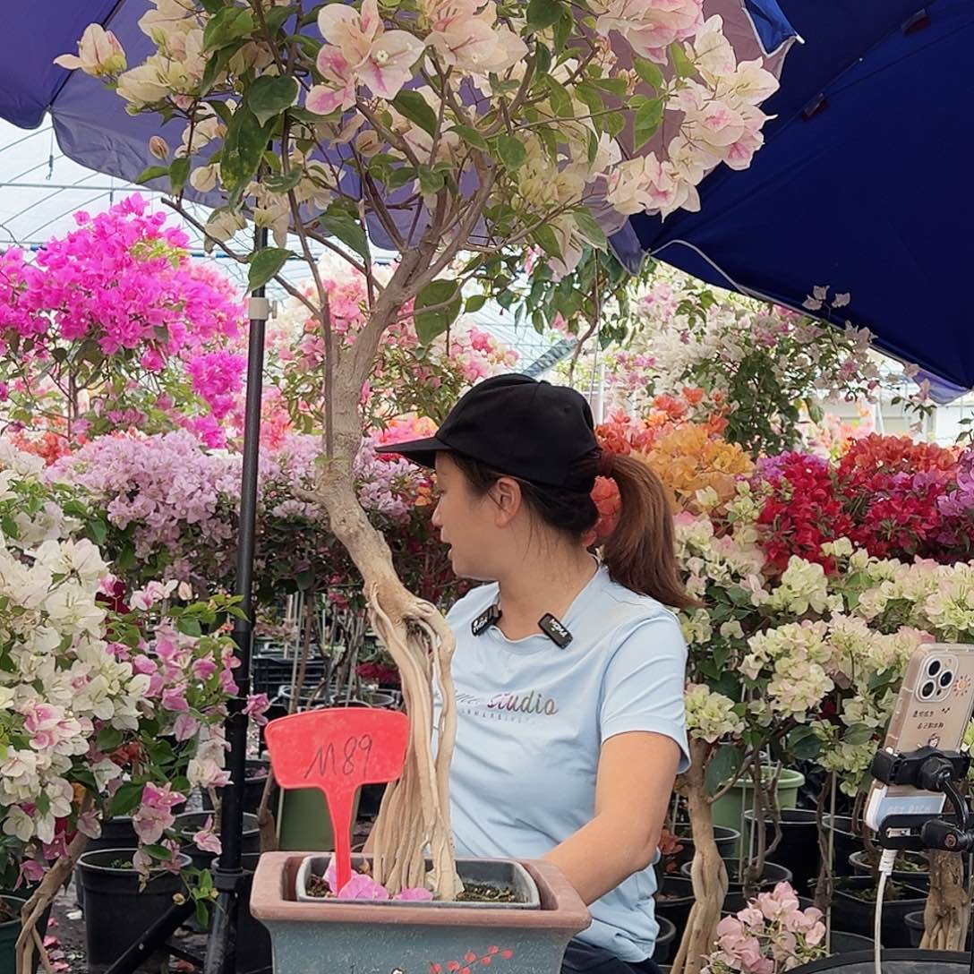 七***八大部分花苞少量开放M89红英