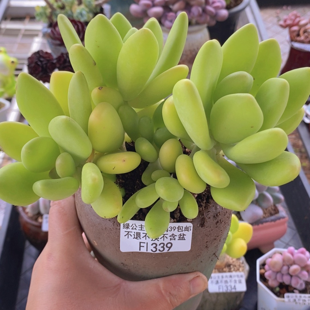 芒果奶14cm339多肉植物