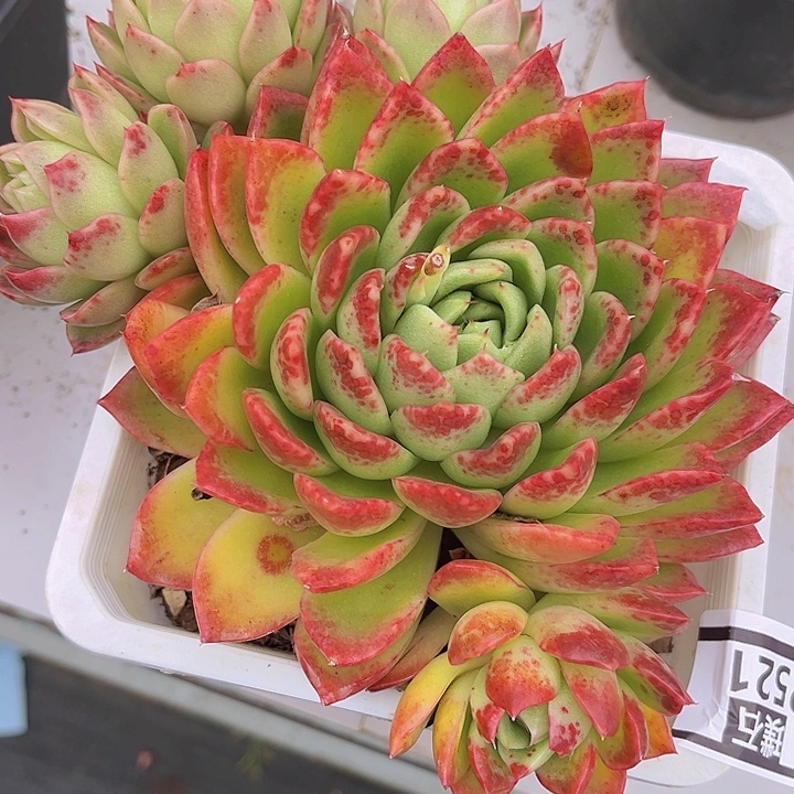 东云杂2521多肉植物