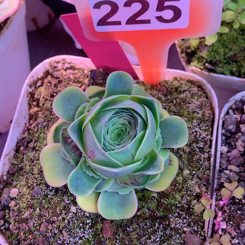 【闪购商品】yjj225云裳