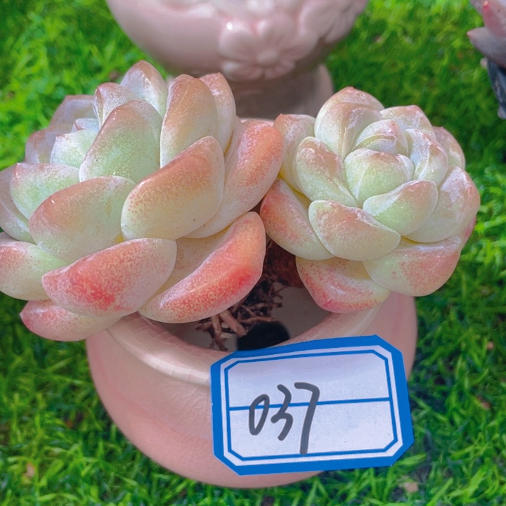 谢谢你的支持00000037