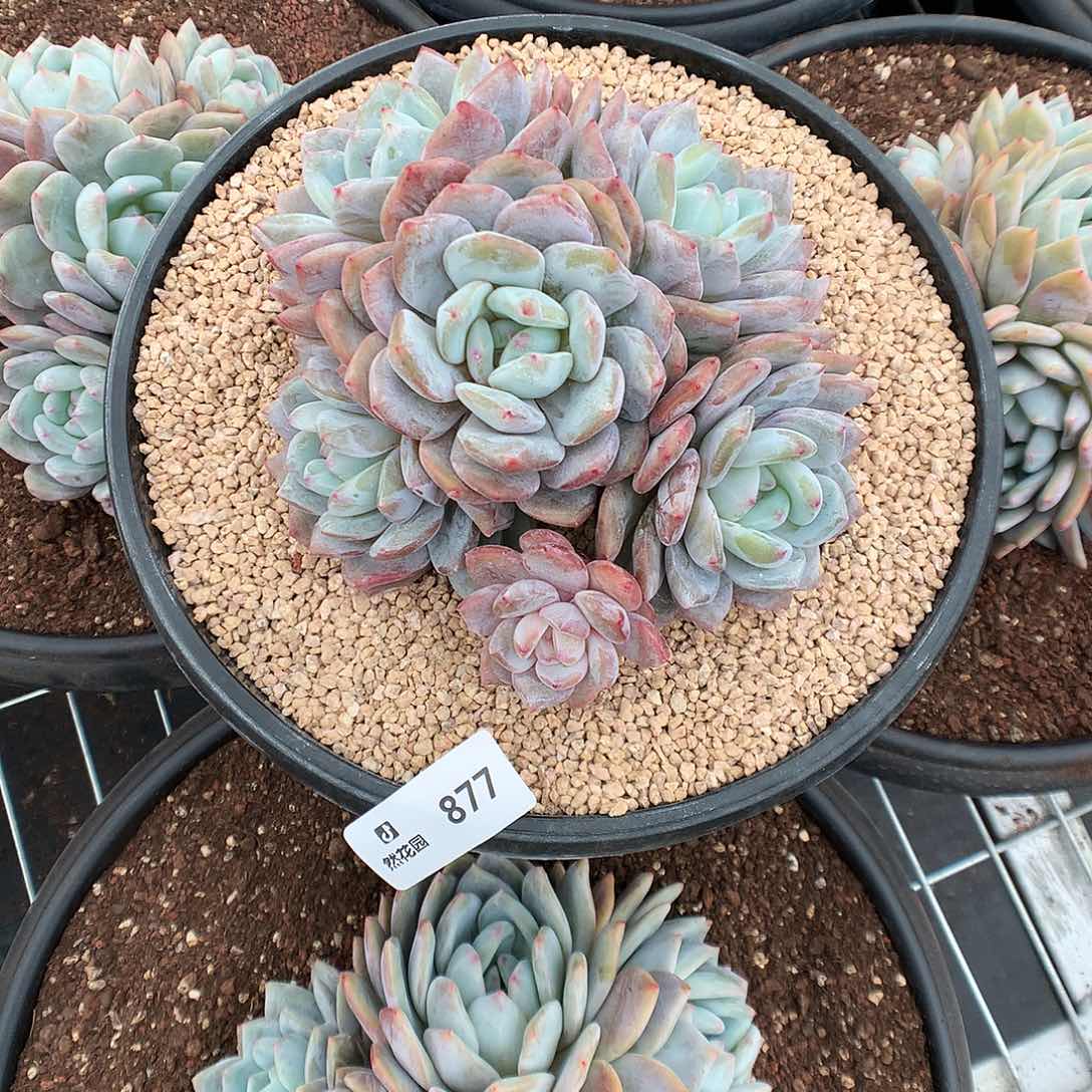 877蒙克多肉植物666