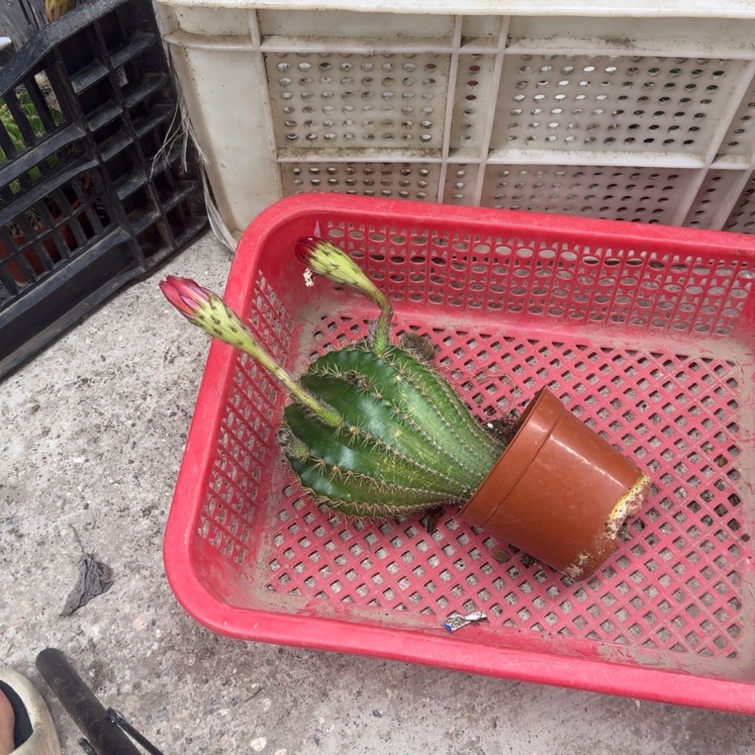 。***袁无花朵彩草哈哈哈哈哈哈哈