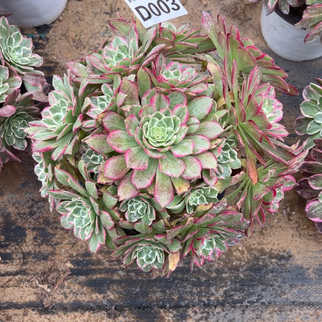 003多肉植物莲花座