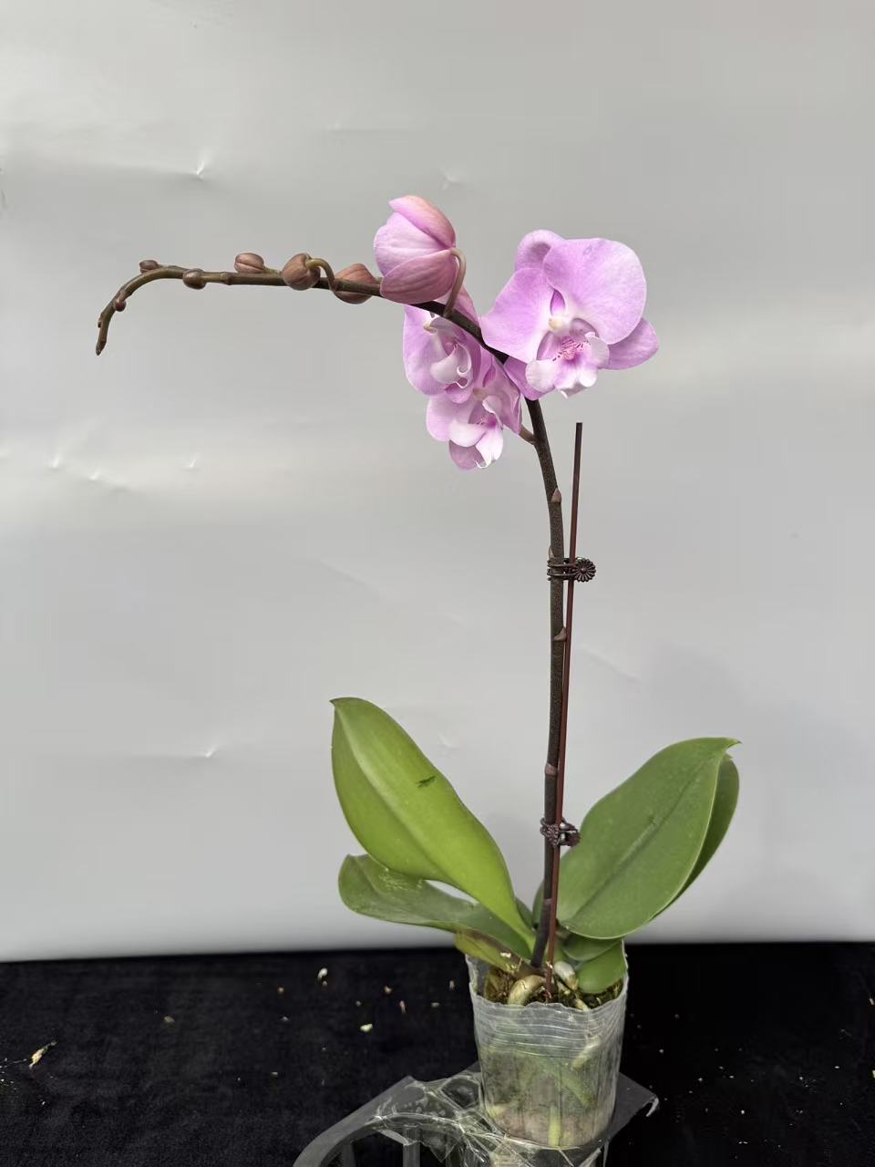 蝴蝶兰【蝉翼】（拍5颗及以上配盆）室内花花昆明直发