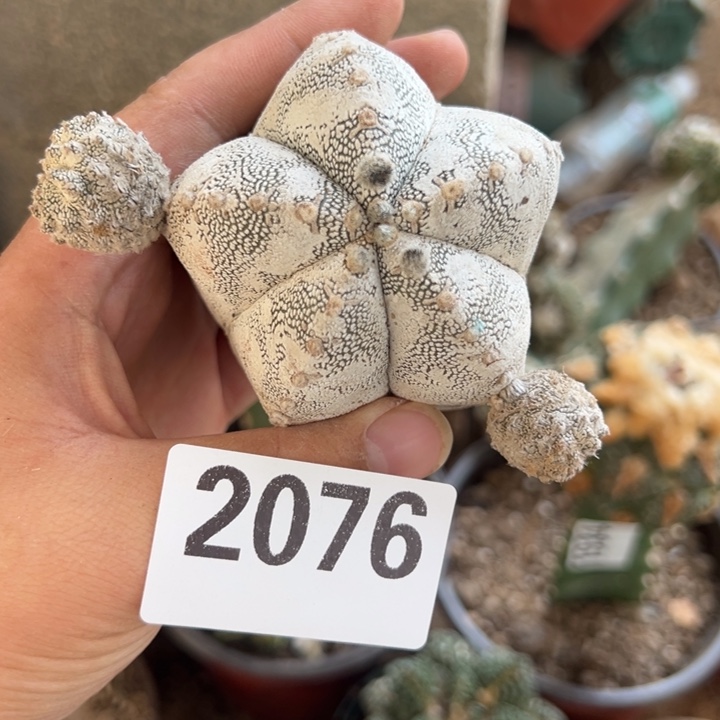 落地无根恩冢仙人球2076号