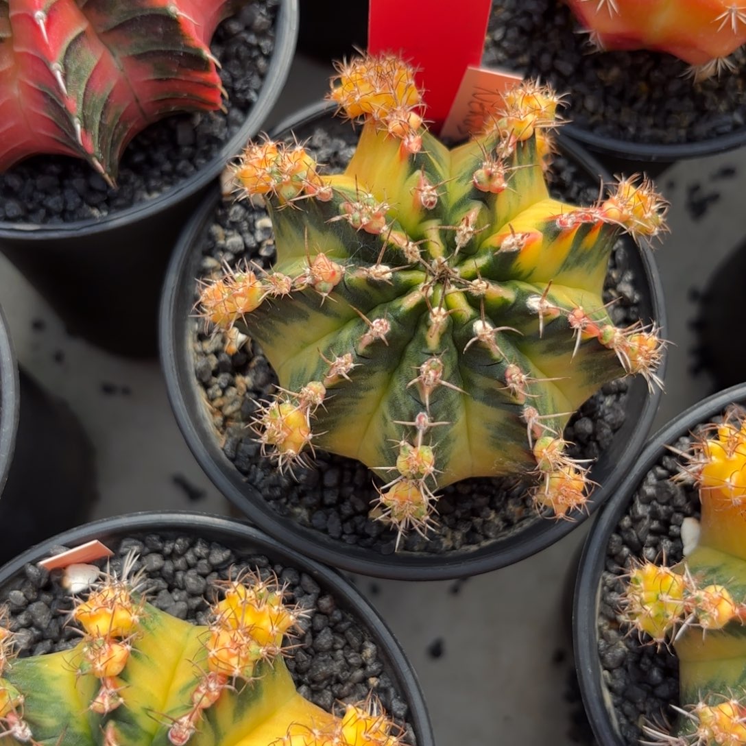 17-1219泰国发货多肉