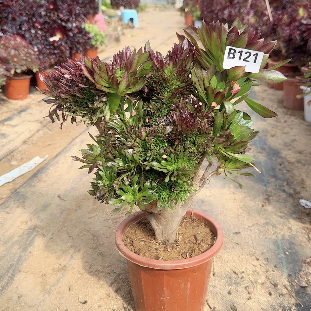 121黑法师一颗呀呀