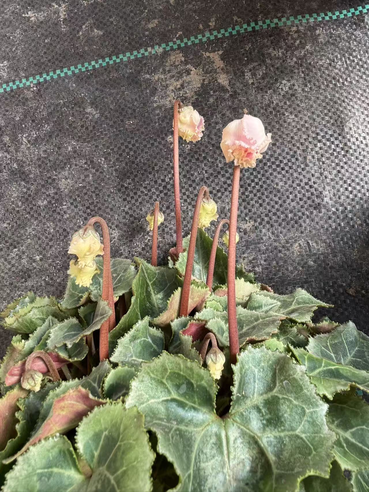 花苞个体    2层以上不包几重 