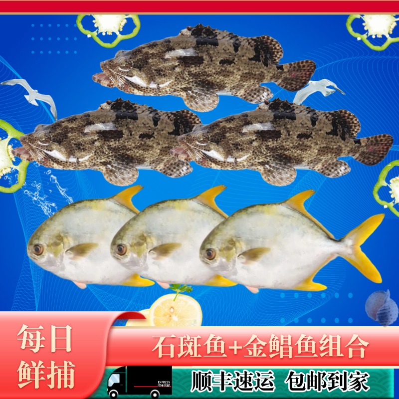 【到手六条】珍珠龙胆石斑鱼老虎斑*3+金鲳鱼*3深海鱼生鲜水产4.8斤