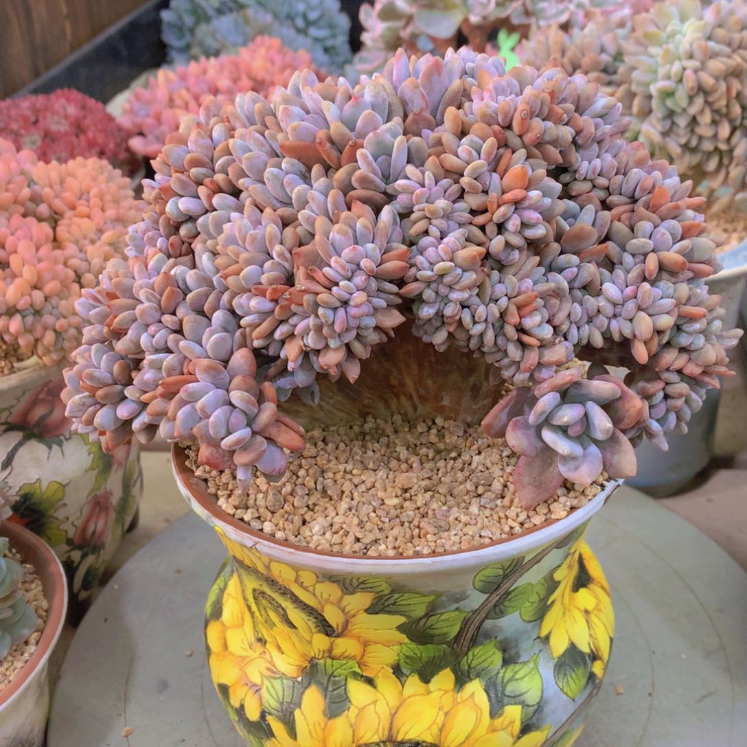 精品多肉植物花卉盆栽花卉