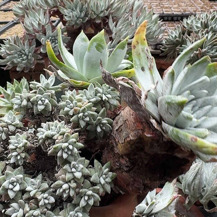 瑕疵福利福利福利多肉