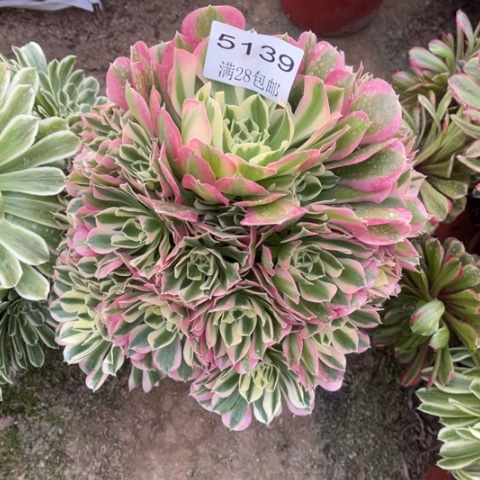 白凤多肉多肉5139