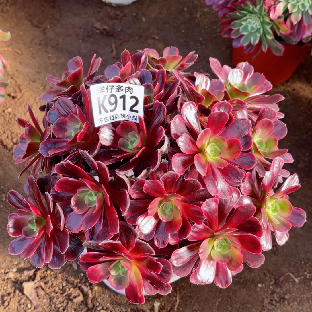 912爱神 冠幅22左右