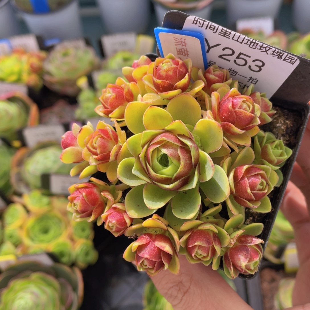 流萤之舞253一物一拍