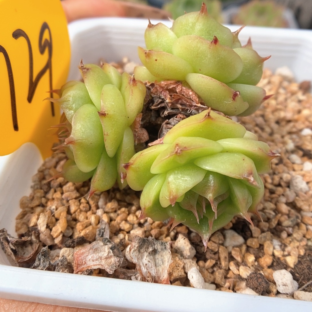 珍妮麦秆群生729号