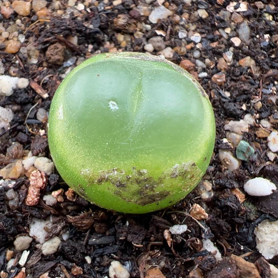 1.15好看的多肉048