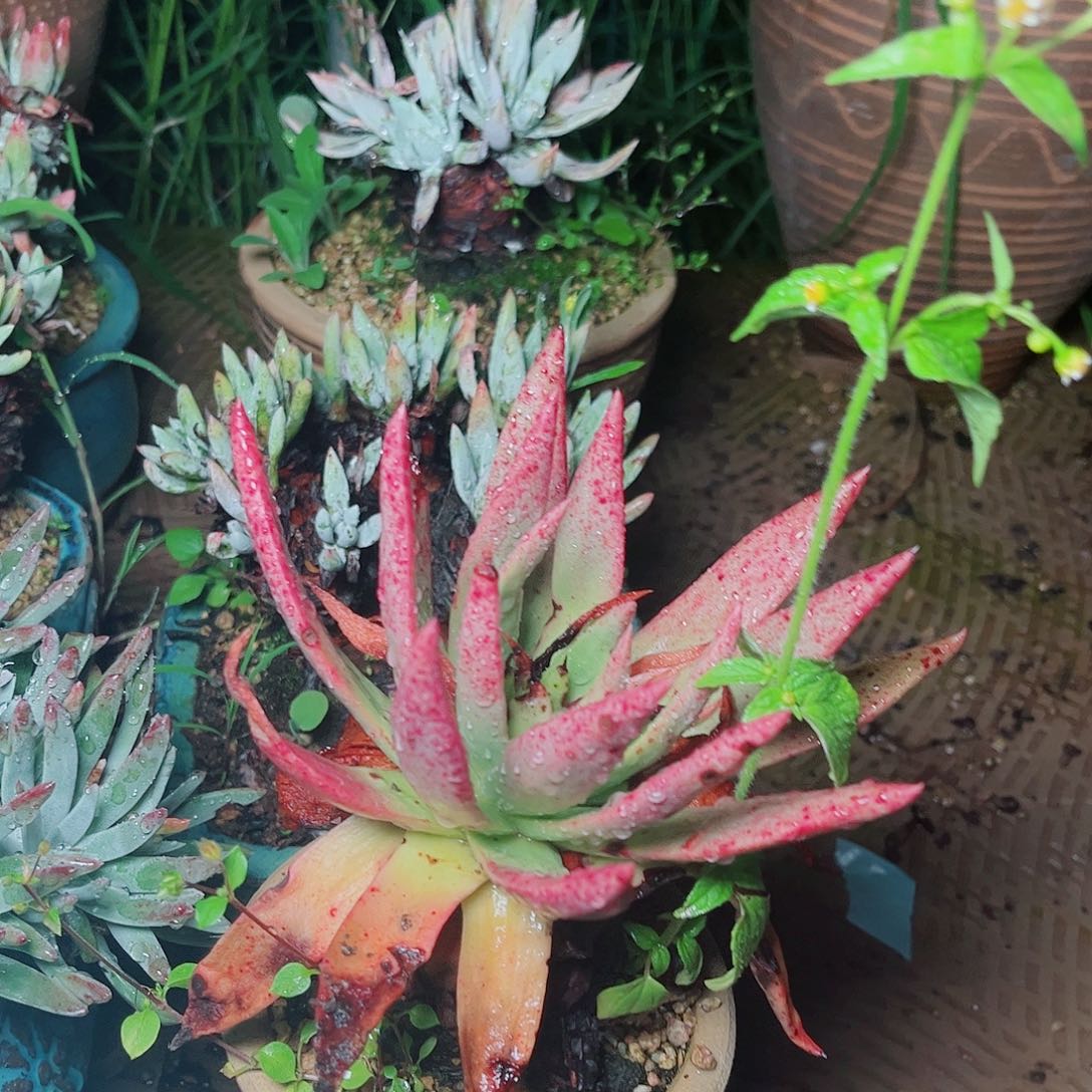 1100三盆一起多肉