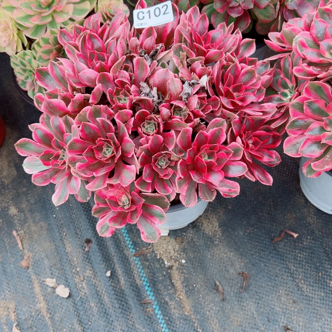 102女妖多肉植物法师多肉